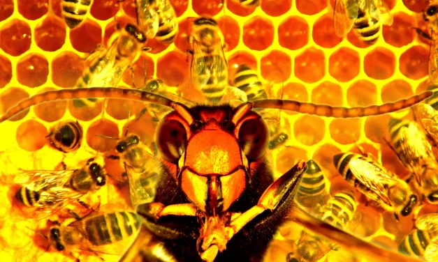 Woman Convicted for Attacking Police With Swarm of Furious Bees