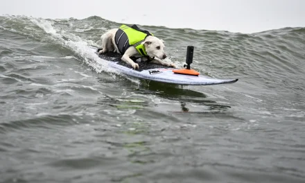 Sugar The Surfing Dog, the first canine inducted into the Surfer’s Hall of Fame, dies