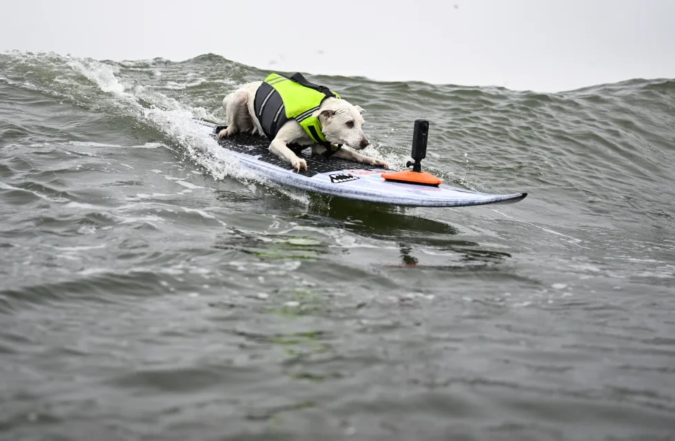 Sugar The Surfing Dog, the first canine inducted into the Surfer’s Hall of Fame, dies