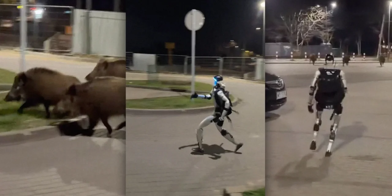 Video Shows Humanoid Robot Chasing a Pack of Wild Boars