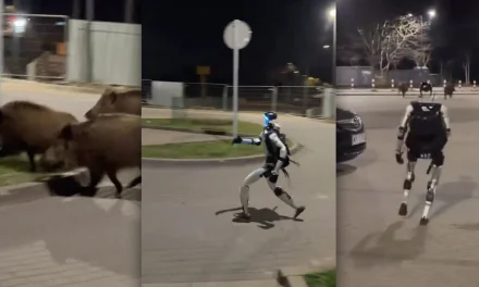 Video Shows Humanoid Robot Chasing a Pack of Wild Boars