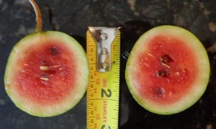 Amteur Breeders Grow Miniature Watermelons the Size of Chicken Eggs