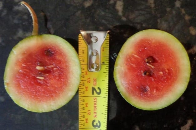 Amteur Breeders Grow Miniature Watermelons the Size of Chicken Eggs