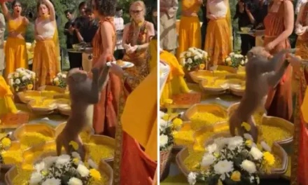 Monkey gatecrashes Haldi ceremony, boldly steals laddoos from wedding guests. Watch