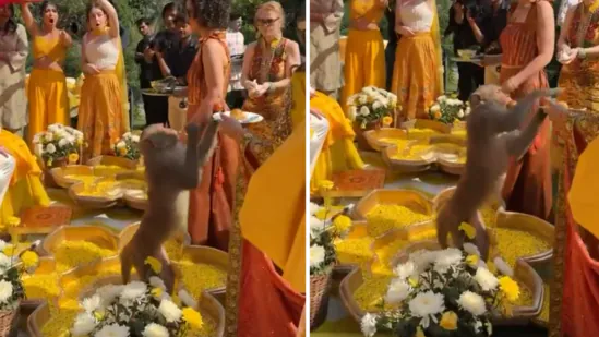 Monkey gatecrashes Haldi ceremony, boldly steals laddoos from wedding guests. Watch