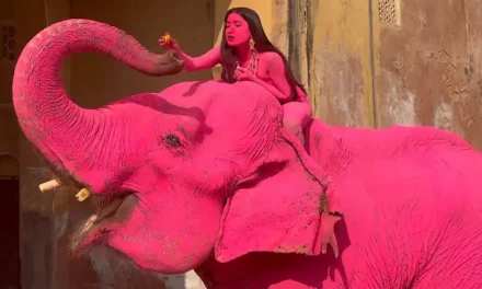Photographer defends painting elephant bright pink as animal dies shortly after photoshoot