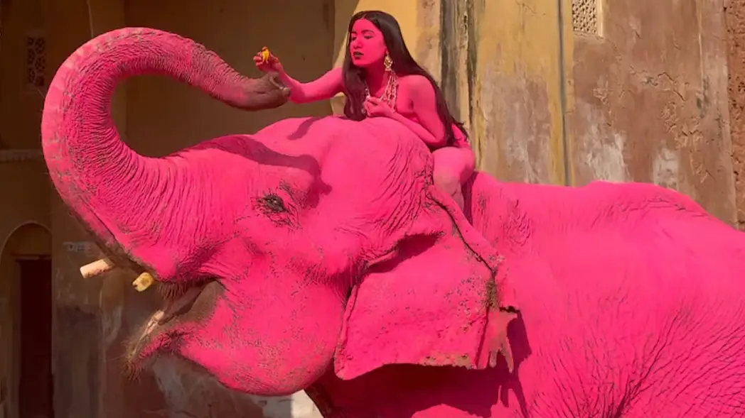 Photographer defends painting elephant bright pink as animal dies shortly after photoshoot