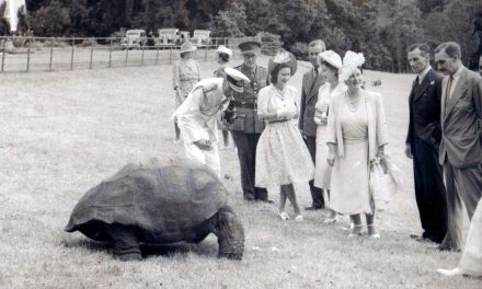 Jonathan, the giant tortoise, the world’s oldest living land animal ‘is alive’ after getting caught up in alleged crypto scam