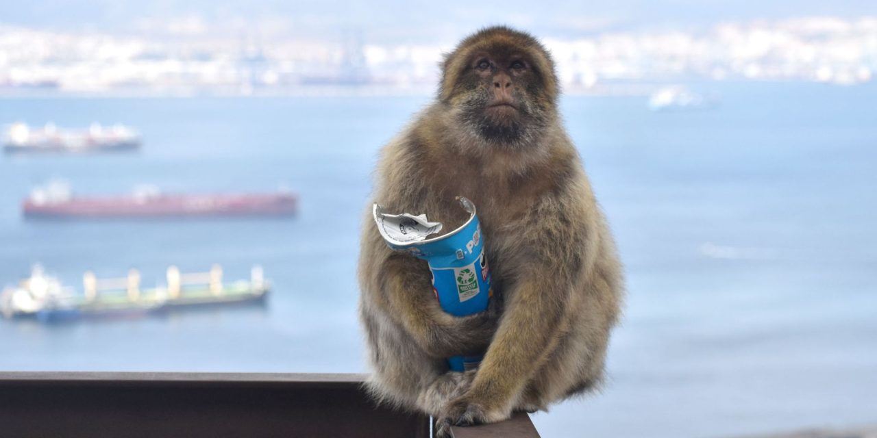 Monkeys eating soil to settle upset stomachs from junk food, says research