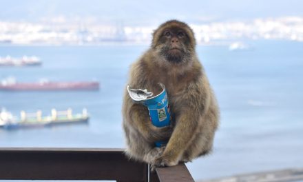 Monkeys eating soil to settle upset stomachs from junk food, says research
