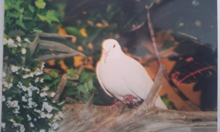 The World’s Oldest Pigeon in Captivity Lived Over 44 Years