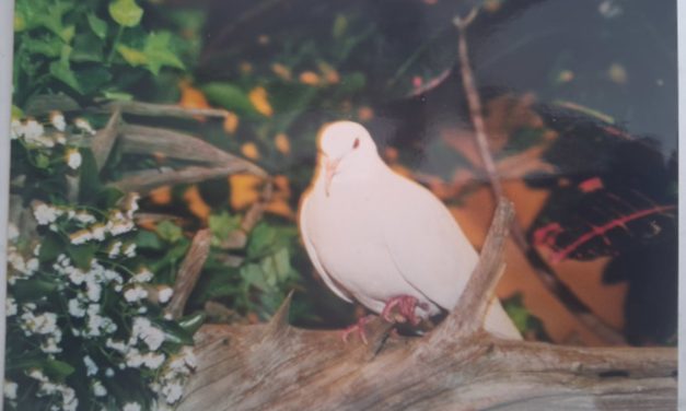 The World’s Oldest Pigeon in Captivity Lived Over 44 Years