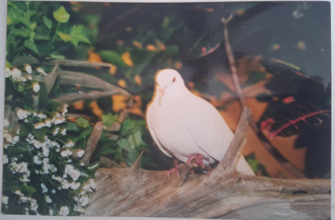 The World’s Oldest Pigeon in Captivity Lived Over 44 Years
