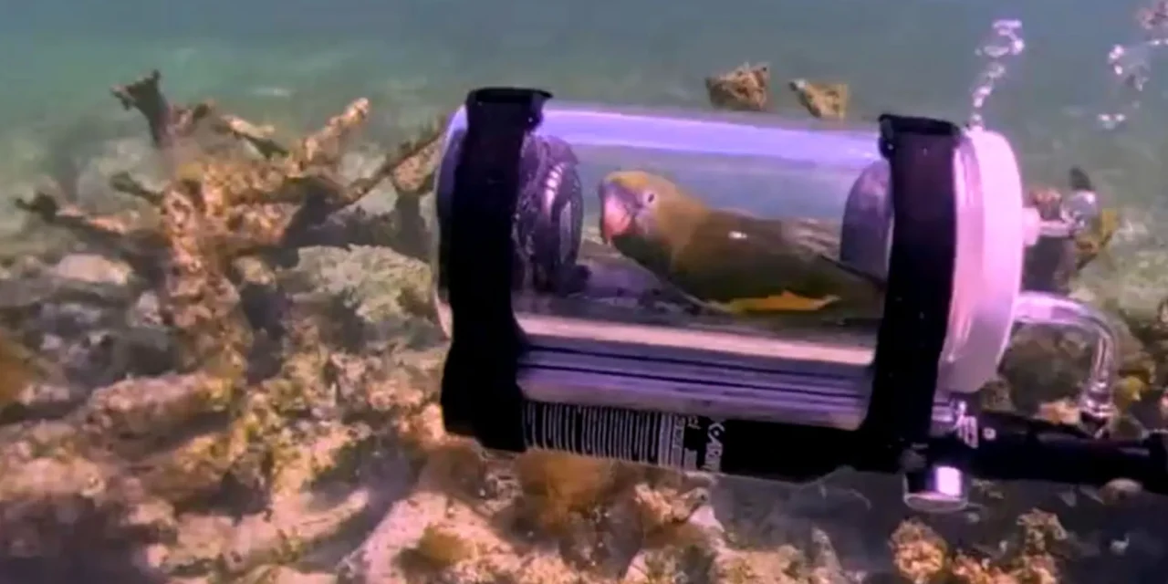 Man Creates Tiny Submarine for His Parakeet to Experience Life Underwater