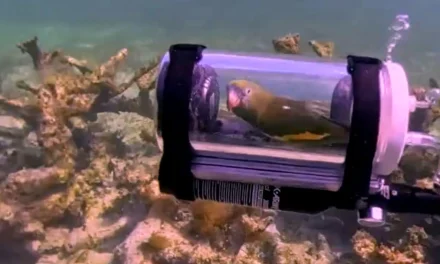 Man Creates Tiny Submarine for His Parakeet to Experience Life Underwater