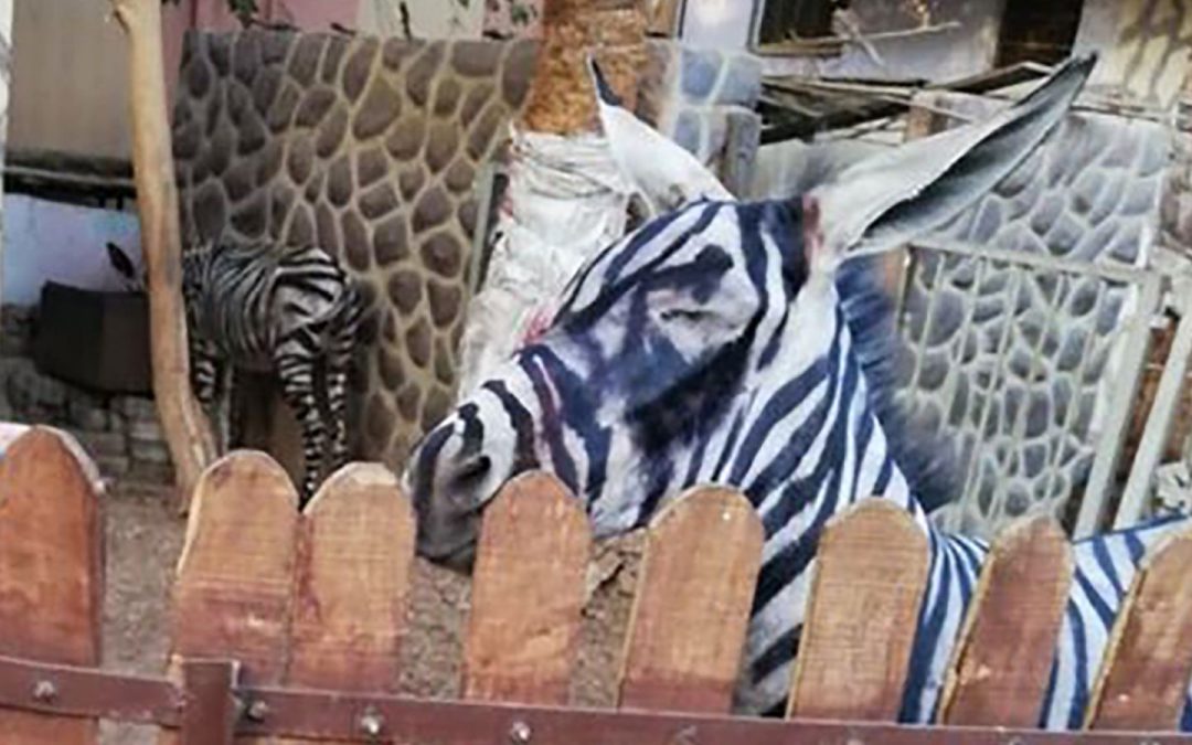 ‘Escaped zebra’ in Armenia was a painted donkey