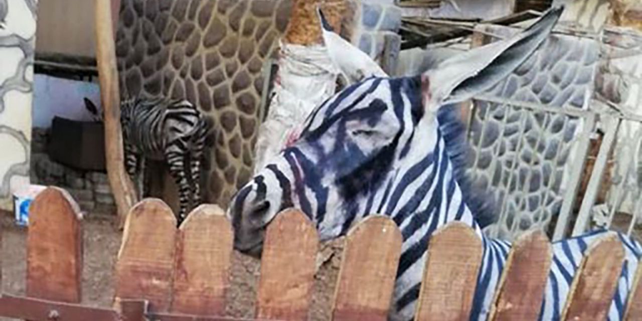 ‘Escaped zebra’ in Armenia was a painted donkey