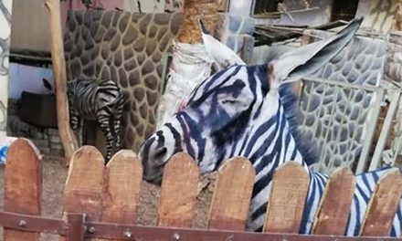 ‘Escaped zebra’ in Armenia was a painted donkey