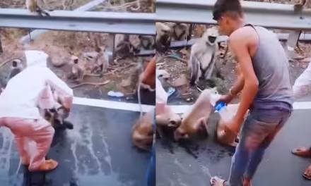 Thirsty Monkey Stops Moving Bus For Water In Maharashtra, Heartbreaking Video Goes Viral