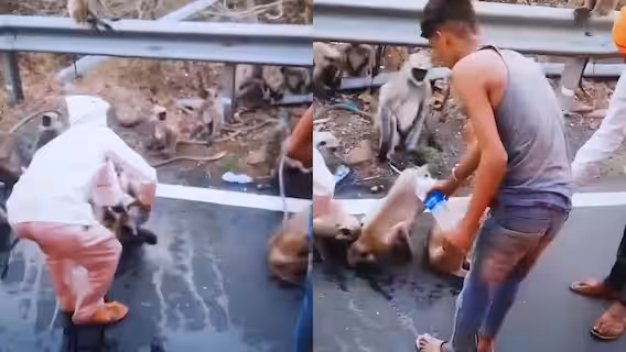 Thirsty Monkey Stops Moving Bus For Water In Maharashtra, Heartbreaking Video Goes Viral