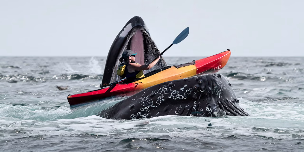 I Got Gobbled Up by a Whale