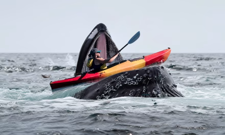 I Got Gobbled Up by a Whale