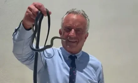 RFK Jr. wrangles snakes with bare hands in latest animal encounter
