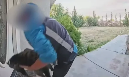 Video shows Amazon driver taking pet cat, family seeks answers