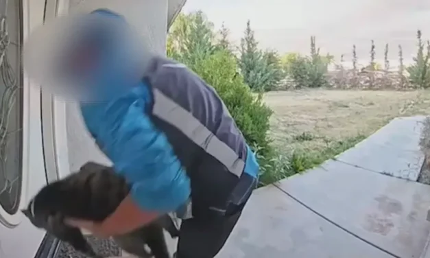 Video shows Amazon driver taking pet cat, family seeks answers