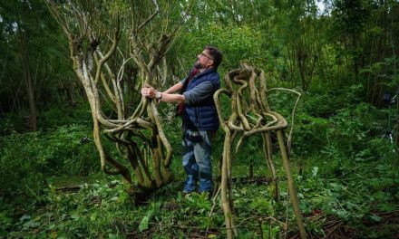 ‘Furniture orchard’ grows chairs from trees