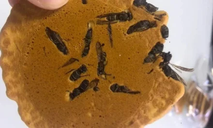 Jibachi Senbei – Japan’s Unique Wasp-Infused Crackers