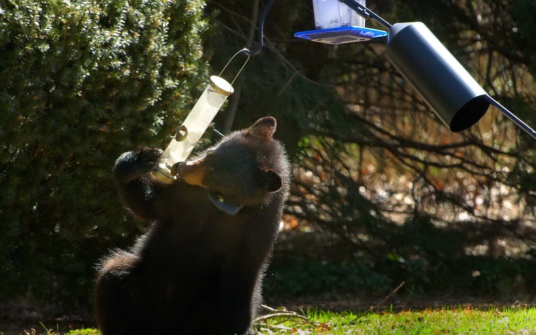 Bear caught on camera enjoying ‘all-you-can-eat’ bird seed ‘buffet’