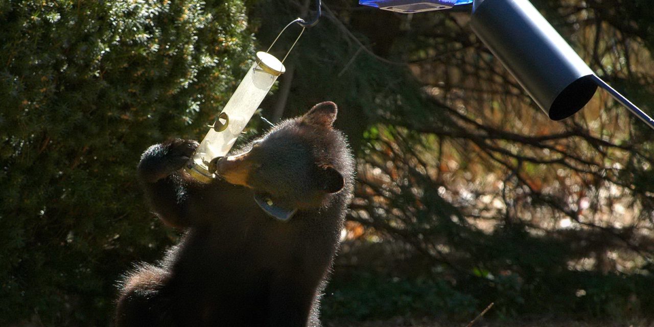 Bear caught on camera enjoying ‘all-you-can-eat’ bird seed ‘buffet’