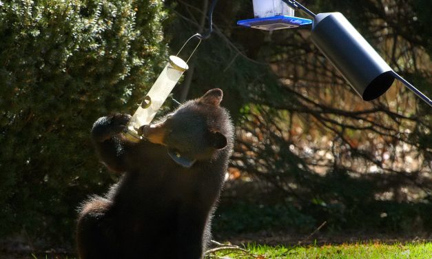 Bear caught on camera enjoying ‘all-you-can-eat’ bird seed ‘buffet’