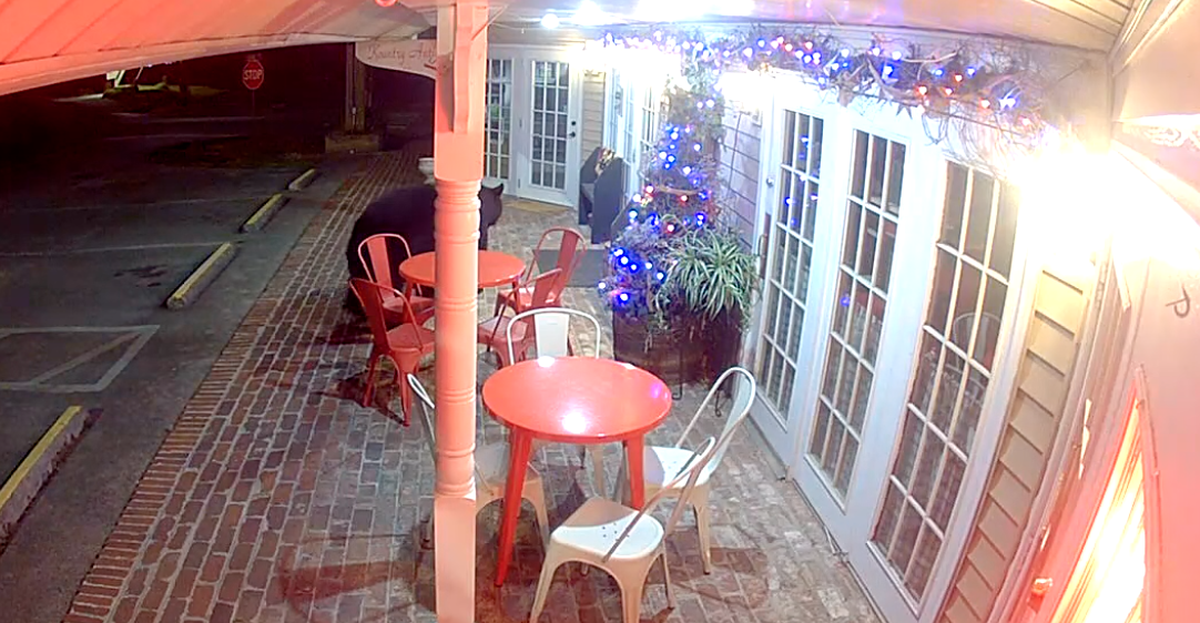 Bear’s attempted bakery break-in caught on camera in Tennessee