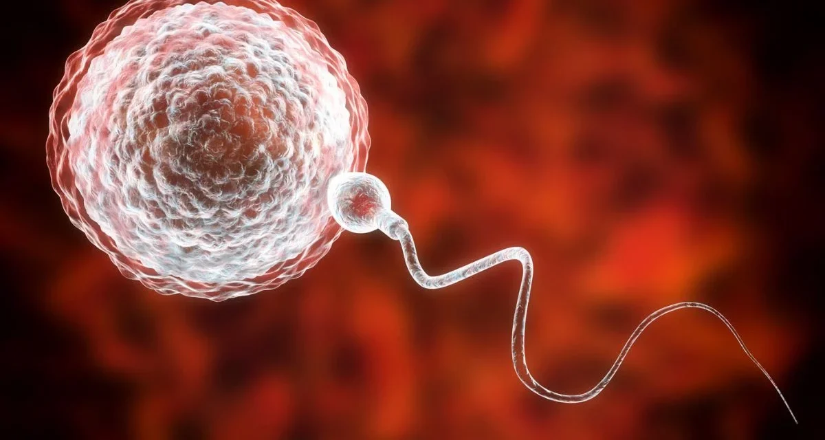 World First Transplant: Man Regains Viable Sperm From His Childhood Testicle Tissue