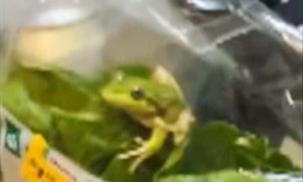 Lettuce introduce you to the live frog found in this grocery store salad bag