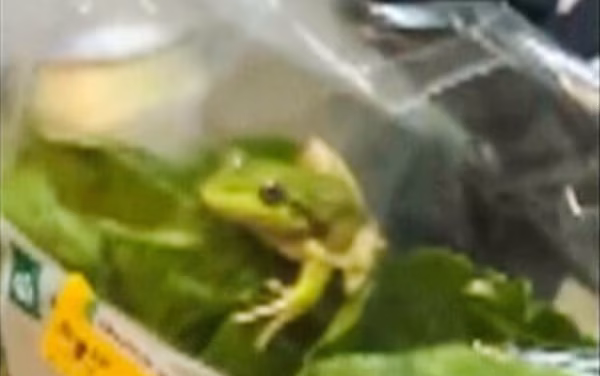Lettuce introduce you to the live frog found in this grocery store salad bag