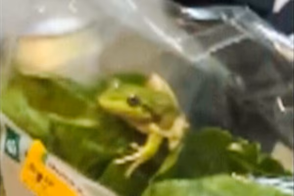 Lettuce introduce you to the live frog found in this grocery store salad bag