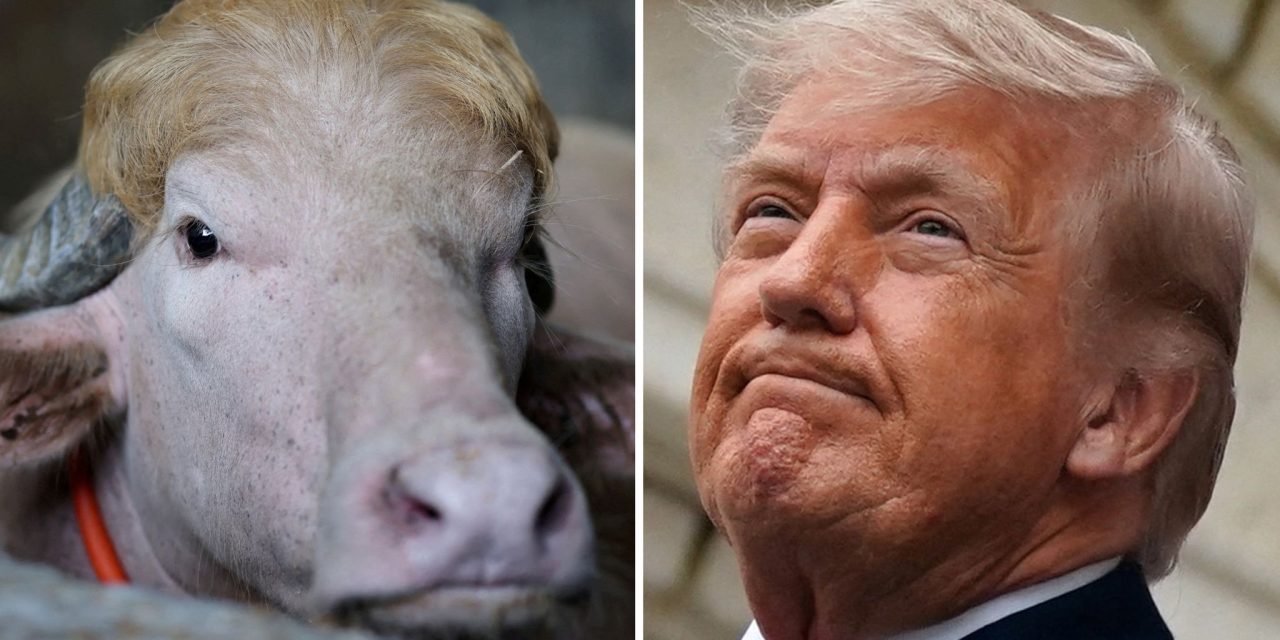 Viral ‘Donald Trump’ buffalo spared from Eid sacrifice in Bangladesh