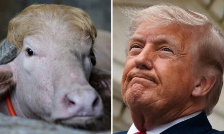 Viral ‘Donald Trump’ buffalo spared from Eid sacrifice in Bangladesh