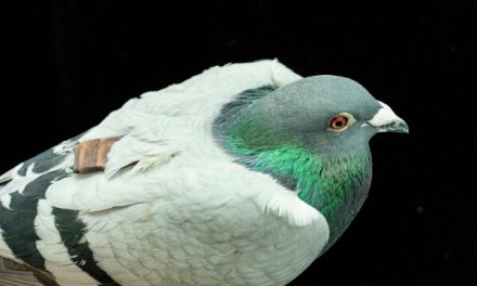 Pigeons may be navigating with their liver, study suggests