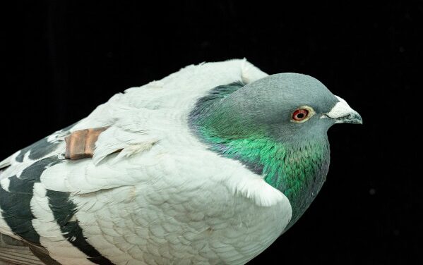 Pigeons may be navigating with their liver, study suggests